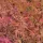 Japán juhar - Acer palmatum "Peve Chameleon" K12