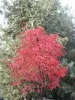Japán juhar - Acer palmatum "Peve Chameleon" K12