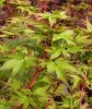 Japán juhar - Acer palmatum "Peve Chameleon" K12
