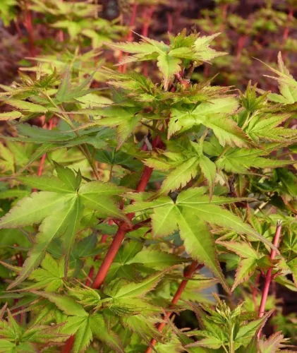 Japán juhar - Acer palmatum "Peve Chameleon" K12