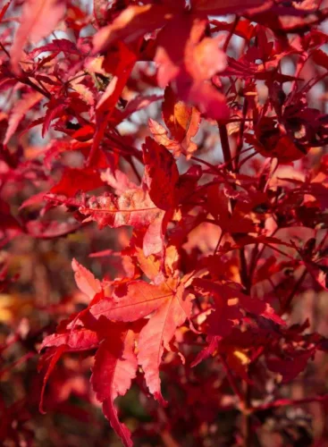 Japán juhar - Acer palmatum "Peve Chameleon" K12