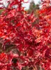 Japán juhar - Acer palmatum "Peve Chameleon" K12