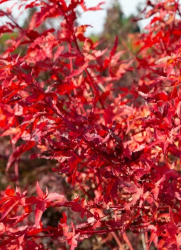 Japán juhar - Acer palmatum "Peve Chameleon" K12
