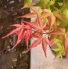 Japán juhar - Acer palmatum "Peve Chameleon" K12