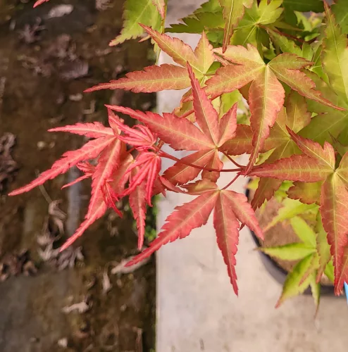 Japán juhar - Acer palmatum "Peve Chameleon" K12