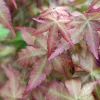 Japán juhar - Acer palmatum "Peve Chameleon" K12