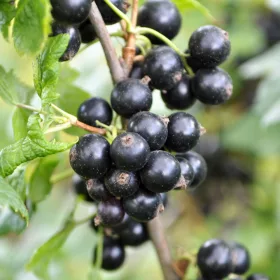 BIO Fekete ribizli - Ribes nigrum 'Ben Nevis' 