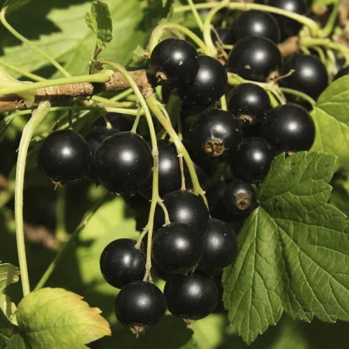 BIO Fekete ribizli - Ribes nigrum 'Ben Nevis' 