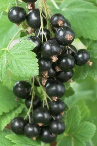 BIO Fekete ribizli - Ribes nigrum 'Ben Nevis' 