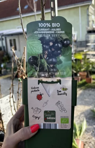 BIO Fekete ribizli - Ribes nigrum 'Ben Nevis' 