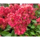Bugás hortenzia - "Bloody Marie" - Hydrangea Paniculata