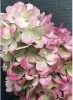 Bugás hortenzia - "Bloody Marie" - Hydrangea Paniculata