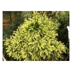 Japán ciprus - Cryptomeria japonica "Vilmorin Gold"