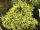 Japán ciprus - Cryptomeria japonica "Vilmorin Gold"