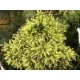 Japán ciprus - Cryptomeria japonica "Vilmorin Gold"
