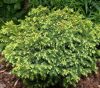 Japán ciprus - Cryptomeria japonica "Vilmorin Gold"