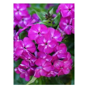   Törpe Bugás lángvirág - Phlox paniculata "Bambini Desire"