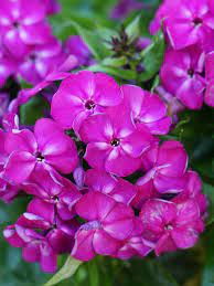 Törpe Bugás lángvirág - Phlox paniculata "Bambini Desire"