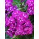 Törpe Bugás lángvirág - Phlox paniculata "Bambini Desire"