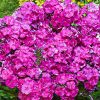 Törpe Bugás lángvirág - Phlox paniculata "Bambini Desire"