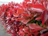 Korallberkenye - Photinia fraseri 'Carre Rouge"'