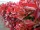 Korallberkenye - Photinia fraseri 'Carre Rouge"'