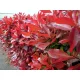 Korallberkenye - Photinia fraseri 'Carre Rouge"'