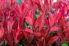 Korallberkenye - Photinia fraseri 'Carre Rouge"'