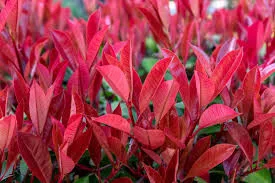 Korallberkenye - Photinia fraseri 'Carre Rouge"'