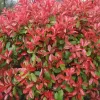 Korallberkenye - Photinia fraseri 'Carre Rouge"'