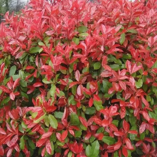 Korallberkenye - Photinia fraseri 'Carre Rouge"'