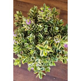 Örökzöld Veronika cserje - Hebe "Variegata"