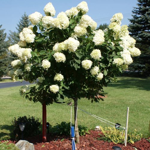 Törzses Bugás hortenzia - Hydrangea paniculata ‘Silver Dollar’ - Törzs 40 cm - K10