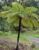 Ausztrál fa páfrány - Cyathea cooperi
