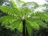 Ausztrál fa páfrány - Cyathea cooperi