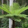 Ausztrál fa páfrány - Cyathea cooperi