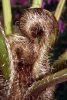 Ausztrál fa páfrány - Cyathea cooperi