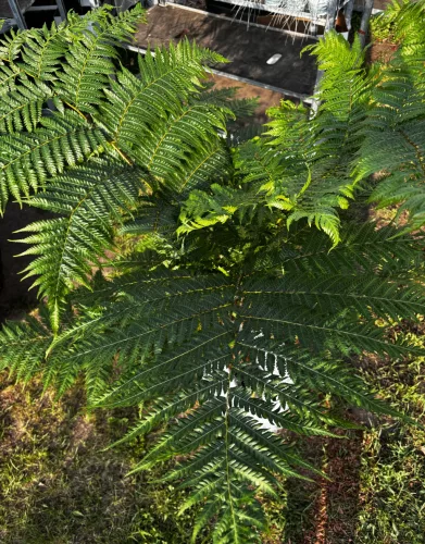 Ausztrál fa páfrány - Cyathea cooperi