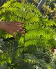Ausztrál fa páfrány - Cyathea cooperi