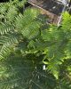 Ausztrál fa páfrány - Cyathea cooperi