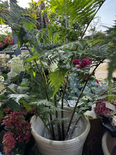 Ausztrál fa páfrány - Cyathea cooperi
