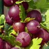 Egres - Ribes uva-crispa "Captivator"