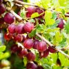 Egres - Ribes uva-crispa "Captivator"