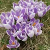 Krókusz - Crocus vernus ‘Pickwick’ Cs9