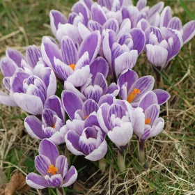 Krókusz - Crocus vernus ‘Pickwick’ Cs9