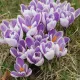 Krókusz - Crocus vernus ‘Pickwick’ Cs9