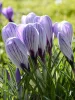 Krókusz - Crocus vernus ‘Pickwick’ Cs9