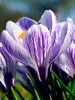 Krókusz - Crocus vernus ‘Pickwick’ Cs9
