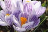 Krókusz - Crocus vernus ‘Pickwick’ Cs9