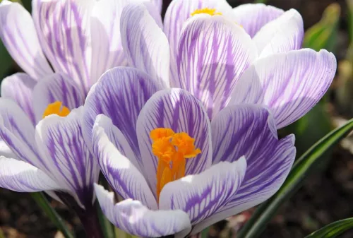 Krókusz - Crocus vernus ‘Pickwick’ Cs9